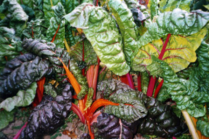Swiss Chard - Rainbow