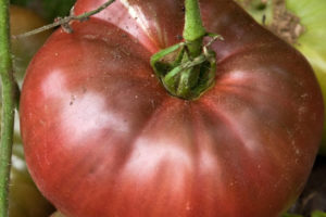 Tomato - Cherokee Purple