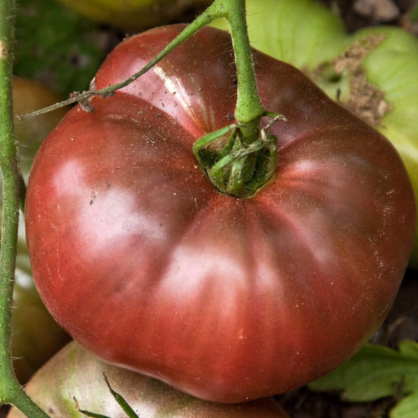 Tomato - Cherokee Purple