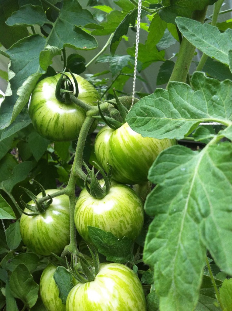 green zebra tomato description green zebra tomato description