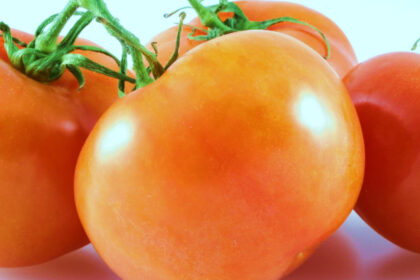 Tomato - Jaune Flammée (small orange)