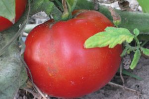 Tomato - Moskvich