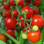 Tomato - Tommy Toe (red cherry)