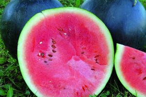 Watermelon Blacktail Mountain