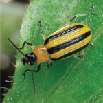 Stripped Cucumber Beetle