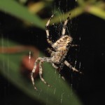 Garden Spider