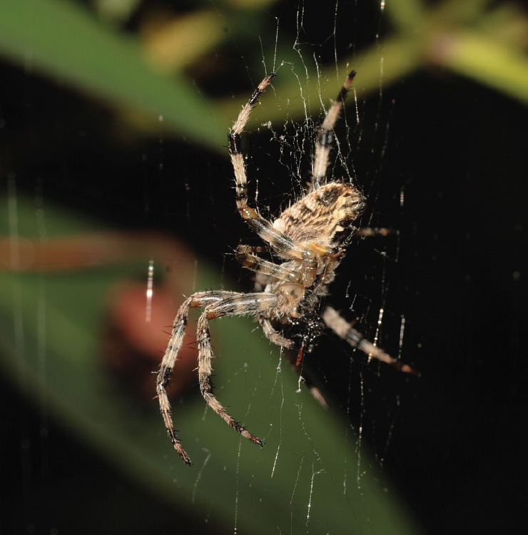 Garden Spider