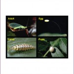 Green Lacewing