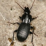 Ground Beetle