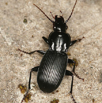 Ground Beetle