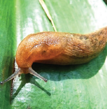 Decomposing Slug Slugs and Snails – Urban Seedling