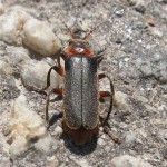 Soldier Beetle