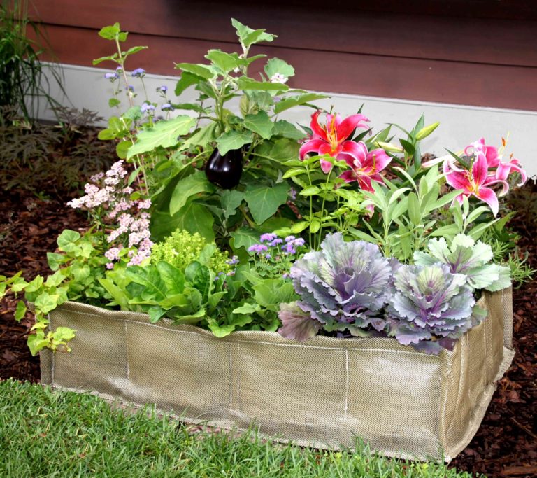 Educational Vegetable Garden Package for Schools and Childcare Centers