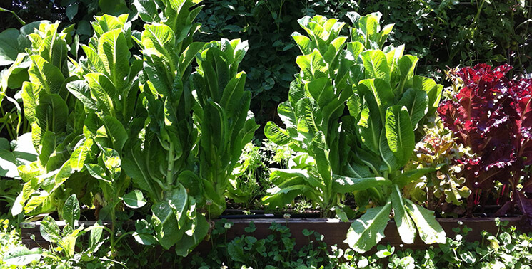 Giant organic lettuce towers