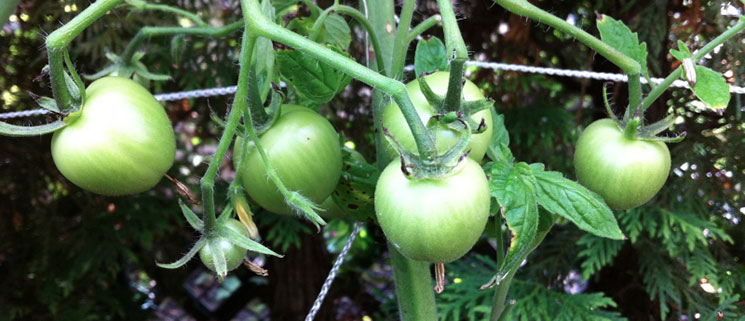 Green organic tomatoes