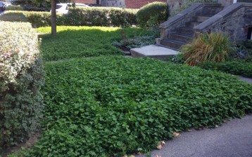 Organic clover lawn 2