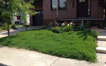 Organic clover lawn