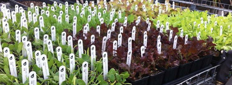 Organic fall planting seedlings