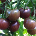 Organic Tomatoes