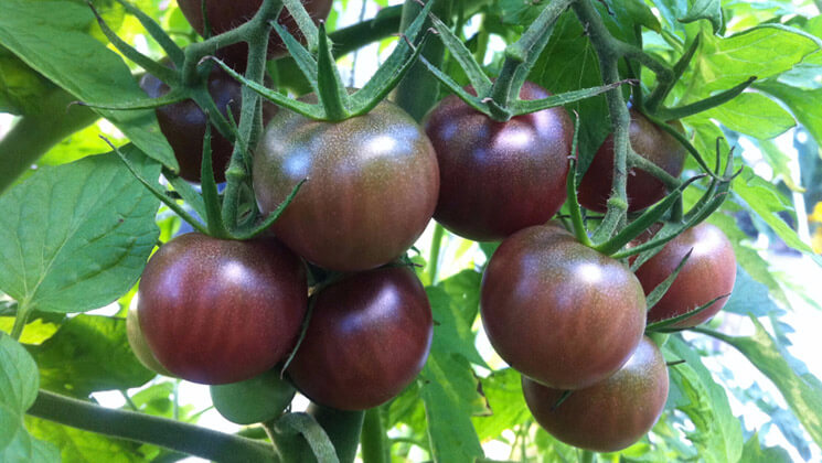 Organic Tomatoes