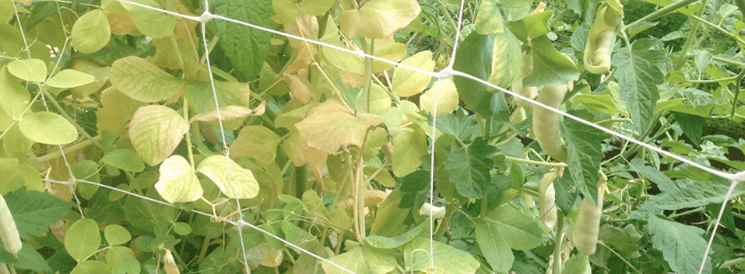 peas on trellis