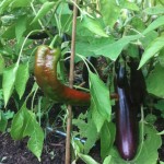 Red peppers and eggplant