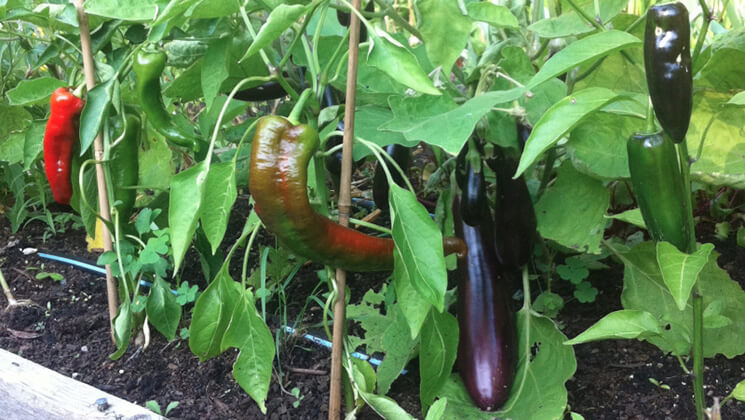 Red peppers and eggplant