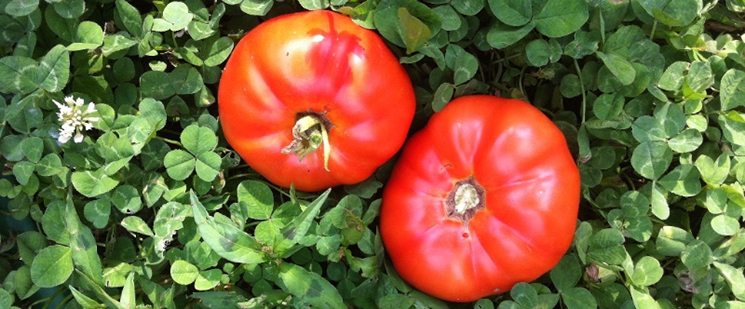 Ripe organic tomatoes