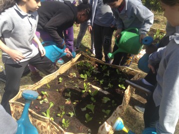 Educational Vegetable Garden