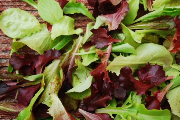 Organic Baby-Greens Kit