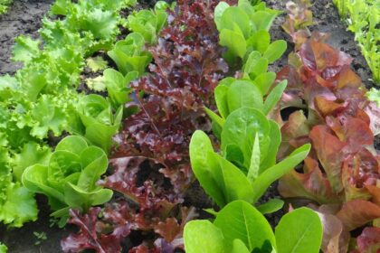 Lettuce – Mix