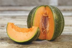 Melon – Petit Gris de Renne