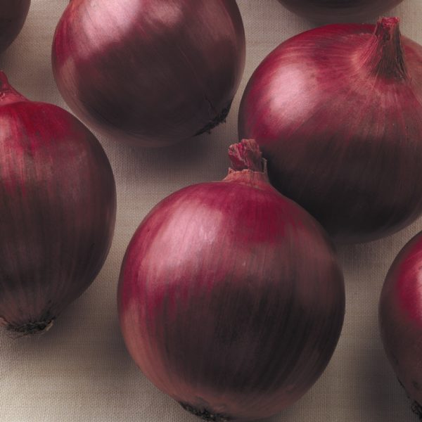 Onion - Red Wing