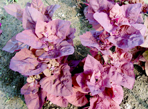 Orach - Magenta Magic
