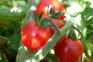 Peacevine cherry tomato