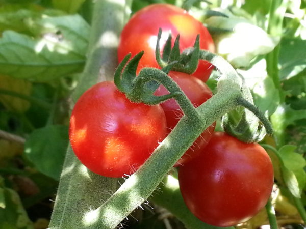 Peacevine cherry tomato