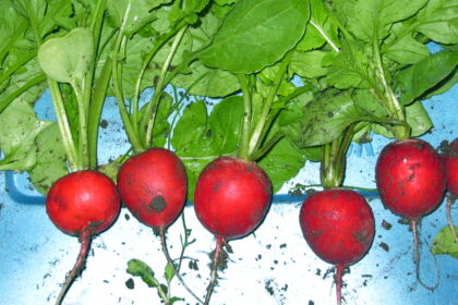 Radish - Raxe
