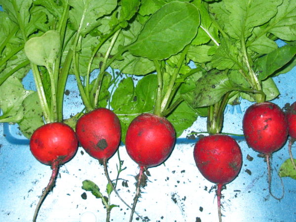 Radish - Early Scarlet Globe