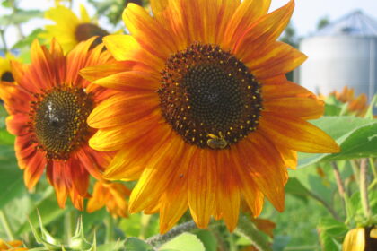 Sunflower - Mix