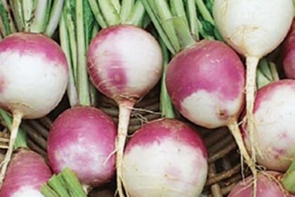 Turnip - Purple Top White Globe