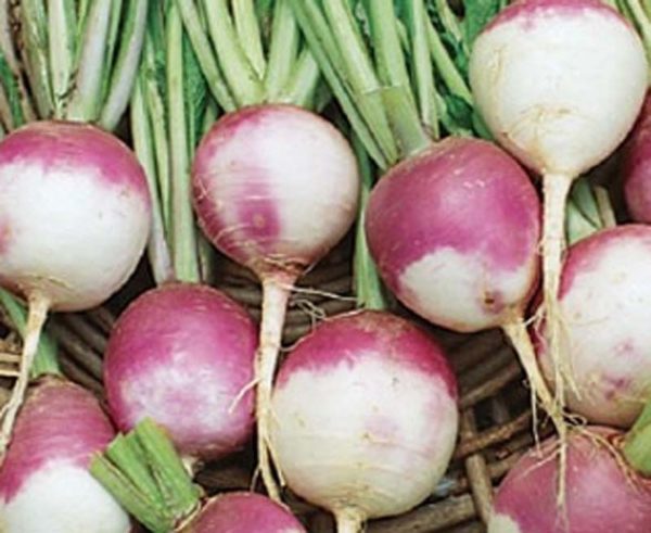 Turnip - Purple Top White Globe