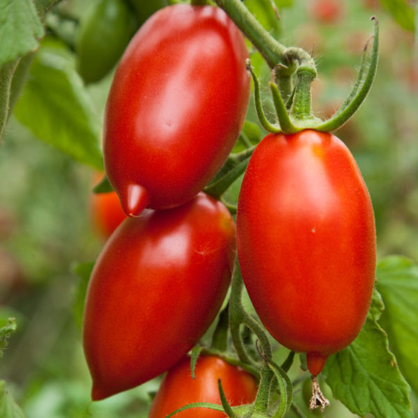 Tomato - Amish Paste