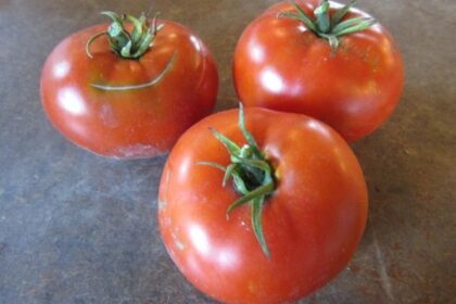 Tomato - Montreal Tasty