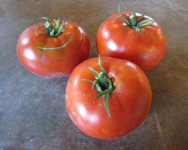 Tomato - Montreal Tasty