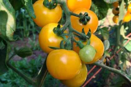 Tomato - Galina (yellow cherry)