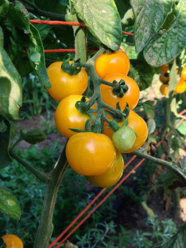 Tomato - Galina (yellow cherry)