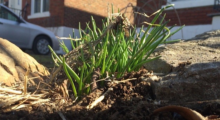 Spring Garden Planting