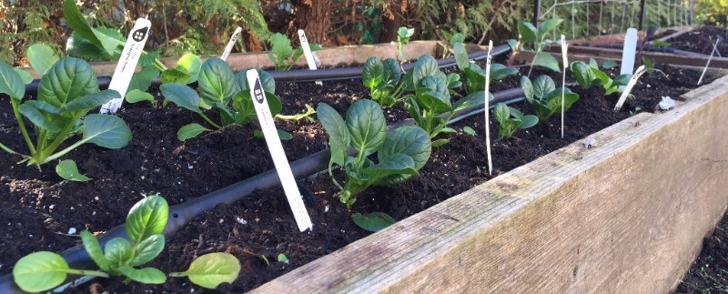 Spinach Seedlings