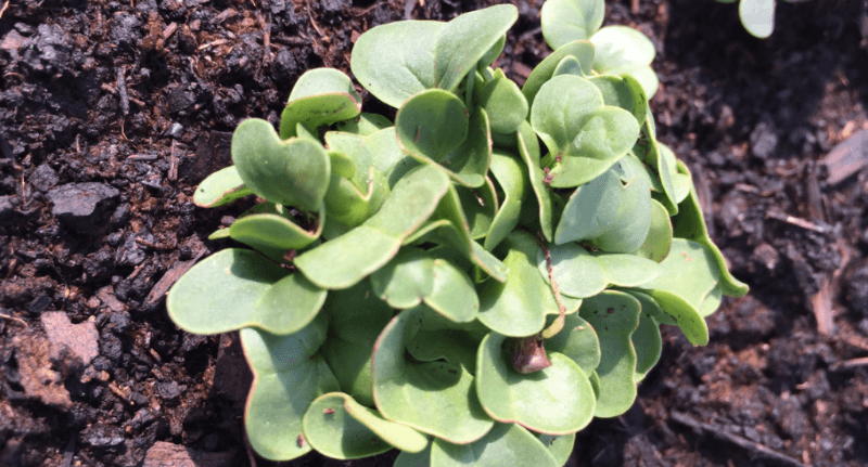 Garden Sprouting