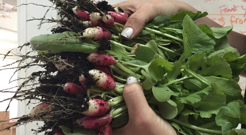 Radish Harvest